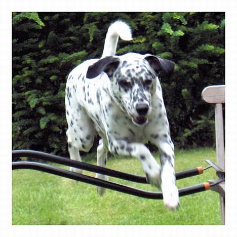 Blanding af racer Rollo billede 12