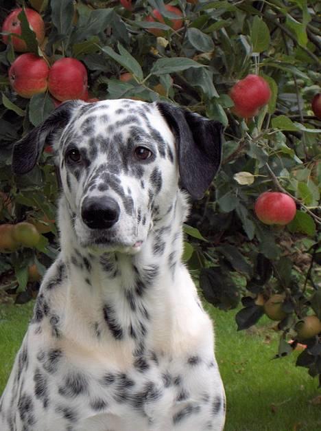 Blanding af racer Rollo - Rollo den 28 August 2005 billede 13