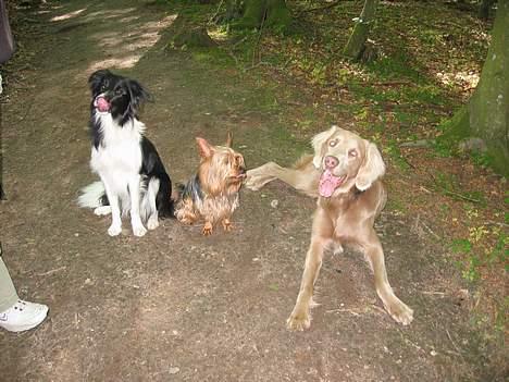 Langhåret Weimaraner Fuchs Vom Jungholz (Død) - Her er vi så alle 3 igen, bare på skovtur.....men mangler Hope´s brødre Jens & Erik billede 13