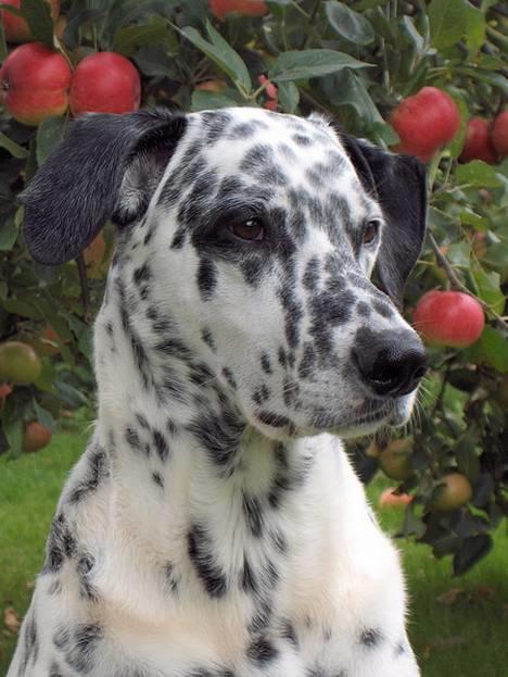 Blanding af racer Rollo - Rollo den 28 August 05 billede 14