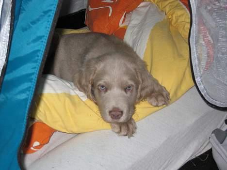 Langhåret Weimaraner Fuchs Vom Jungholz (Død) - Ja morgenfrisk......det kan man vist ikke kalde mig billede 14