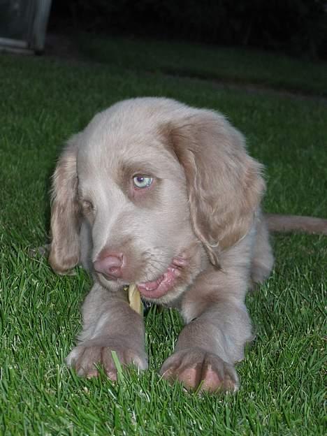 Langhåret Weimaraner Fuchs Vom Jungholz (Død) - De siger man skal tygge i dem her, så det prøver jeg at gøre:o) billede 15