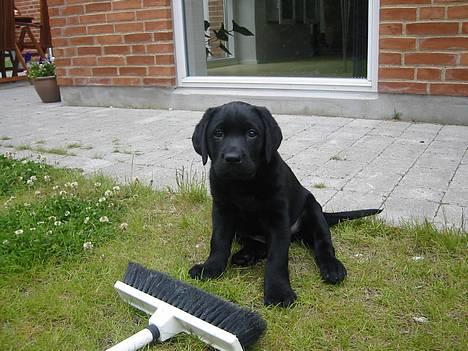 Labrador retriever Kenzo - Kenzo 9 uger gammel.. Er han ikke lækker.... billede 1