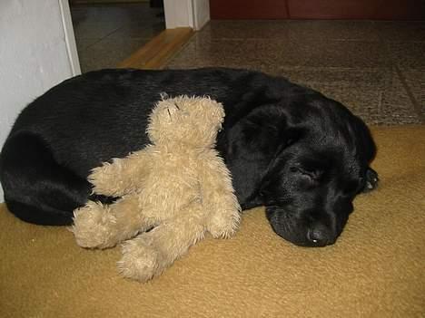 Labrador retriever Kenzo - Det er lidt hårdt at være Baby... billede 2