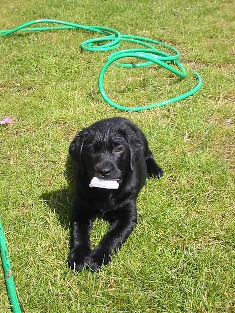 Labrador retriever Kenzo - 11 uger og allerede Viiildt glad for vand.. billede 3