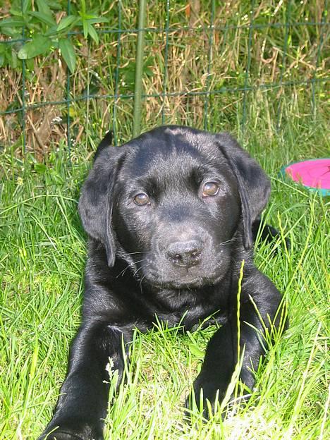 Labrador retriever Kenzo - Lækker steg.. billede 4
