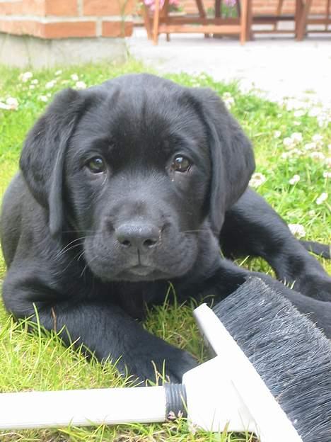 Labrador retriever Kenzo - Ser jeg ikke bare sød ud..? billede 5