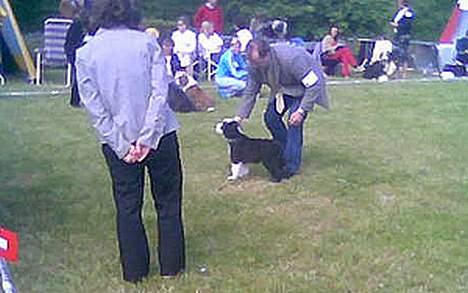 Bearded collie Megan - Baby klasse 11.06 05 billede 14