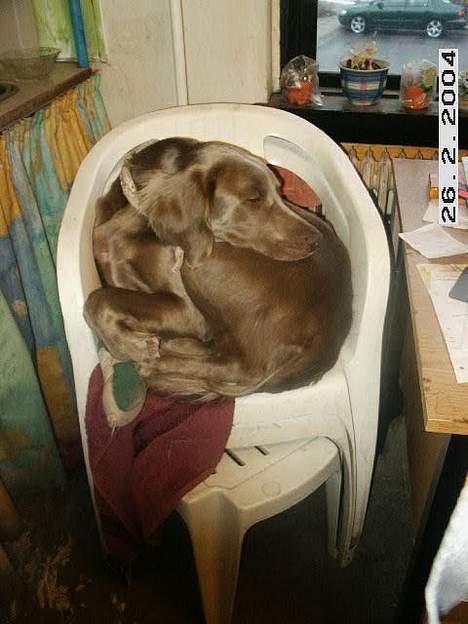 Langhåret Weimaraner Agge - Ja, jeg fatter altså stadig ikke at han kan være der *gg* billede 16