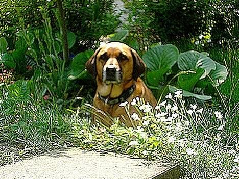Blanding af racer Tara, død 2006 - Ligger lige i mors blomster. De er efterhånden ret flade, men jeg er bare ligeglad billede 16