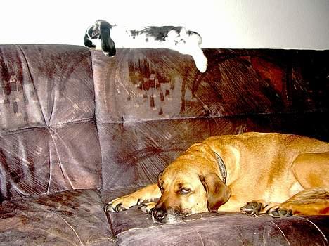 Blanding af racer Tara, død 2006 - Slapper lige med ninen billede 17