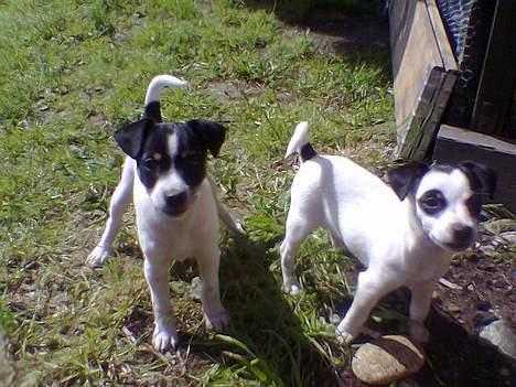 Blanding af racer milo - vores små banditter milo og han søs josi som min søster er den stolte ejer af *S* billede 15