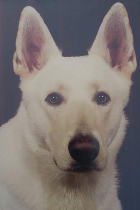 Hvid schæfer Mickie - <3 billede 1