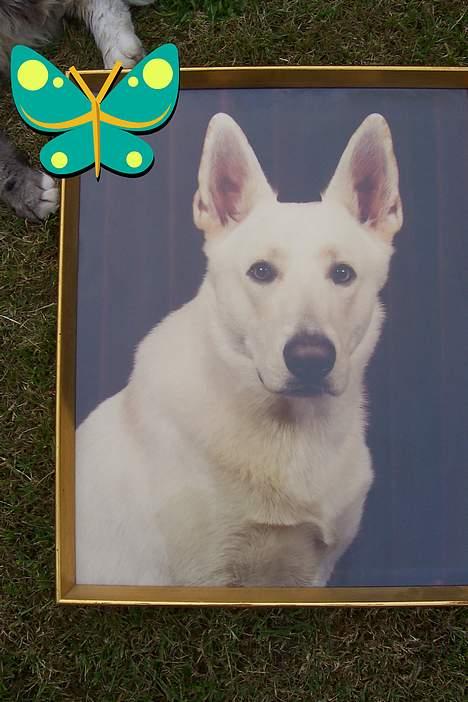 Hvid schæfer Mickie - savner dig. billede 2