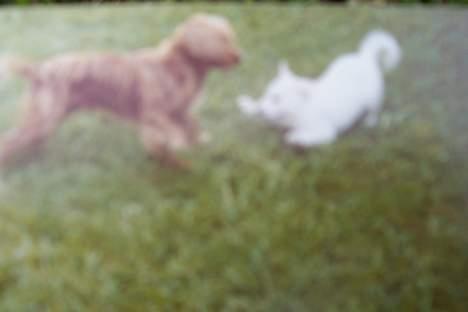 Hvid schæfer Mickie - lille mickie. billede 3