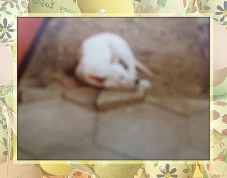 Hvid schæfer Mickie - sover. billede 4