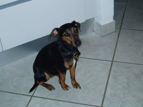 Blanding af racer Speedy billede 1