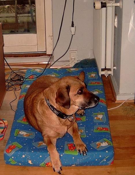 Blanding af racer Tara, død 2006 billede 18