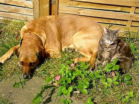 Blanding af racer Tara, død 2006 - Hvorfor skal den kat mænge sig sådan hele tiden, men den er nu alligevel meget sød billede 19