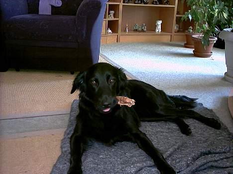 Labrador retriever cosmo billede 16