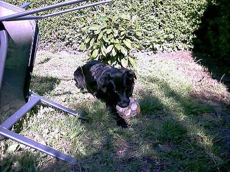 Labrador retriever cosmo billede 17