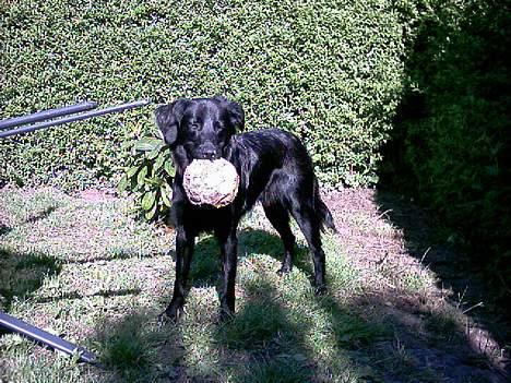 Labrador retriever cosmo - Vidste du godt jeg er rigtig god til fodbold, skal vi ikke spille!! billede 18