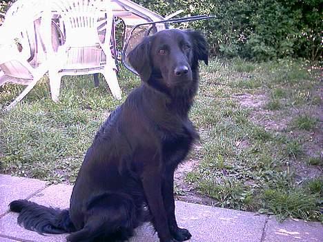 Labrador retriever cosmo billede 19