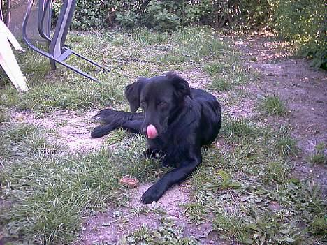 Labrador retriever cosmo - Hhmmm det smager jo godt!! billede 20