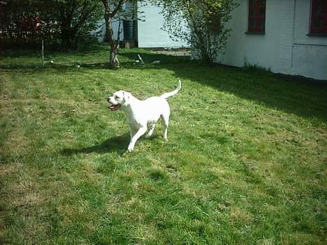 Amerikansk bulldog Wakisa billede 13