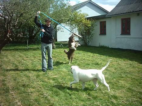 Blanding af racer Icesie SOLGT billede 11