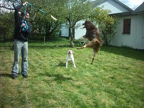 Blanding af racer Icesie SOLGT billede 12