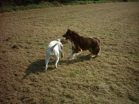 Blanding af racer Icesie SOLGT billede 13