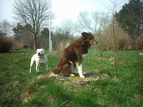 Blanding af racer Icesie SOLGT billede 14