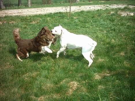 Blanding af racer Icesie SOLGT billede 15