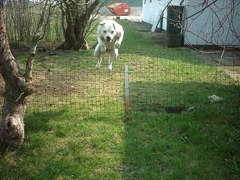 Amerikansk bulldog Wakisa billede 15