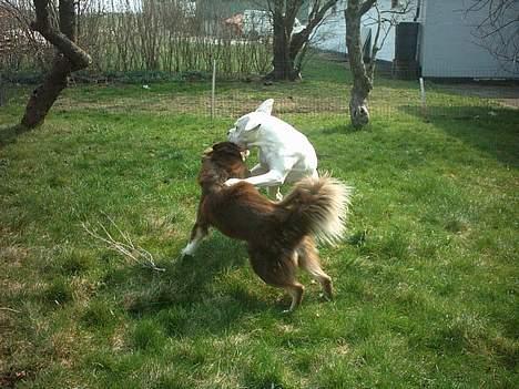 Amerikansk bulldog Wakisa billede 16