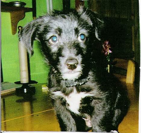 Blanding af racer Elvis - Her var han kun 10 uger gammel... billede 2