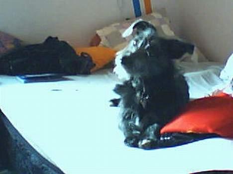 Blanding af racer Elvis - billede taget i dag...17 juni billede 4