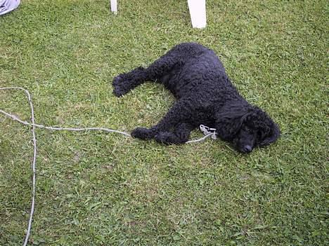 Mellempuddel Dixy - Dixy elsker at sole sig i solen udenfor billede 9