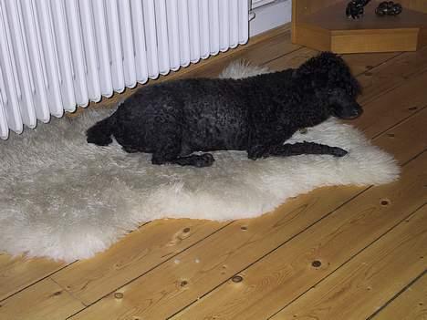 Mellempuddel Dixy - Dixy ligger på sit lammeskind billede 10