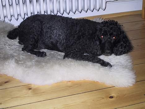 Mellempuddel Dixy billede 11