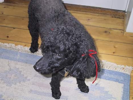 Mellempuddel Dixy billede 12