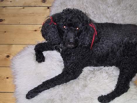 Mellempuddel Dixy billede 13