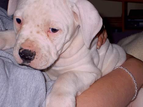 Amerikansk bulldog Freja - Slapper af hos moar... billede 1