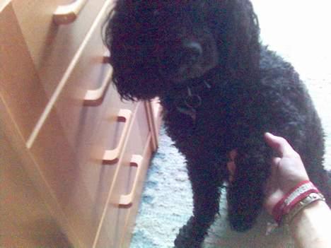 Mellempuddel Dixy - Pote ;D billede 14