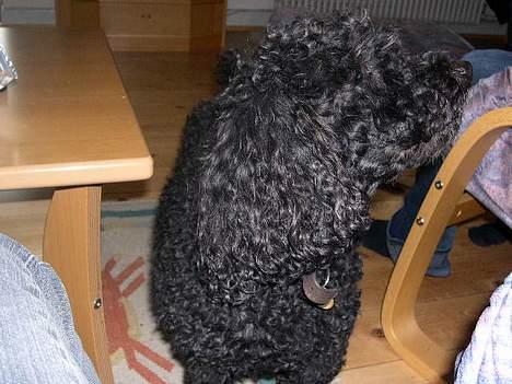 Mellempuddel Dixy - Cute? billede 15