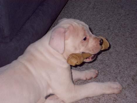 Amerikansk bulldog Freja - Farlig lille vovse.. billede 2