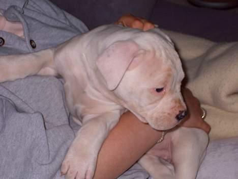 Amerikansk bulldog Freja - Så lige noget sjovt på gulvet... billede 3