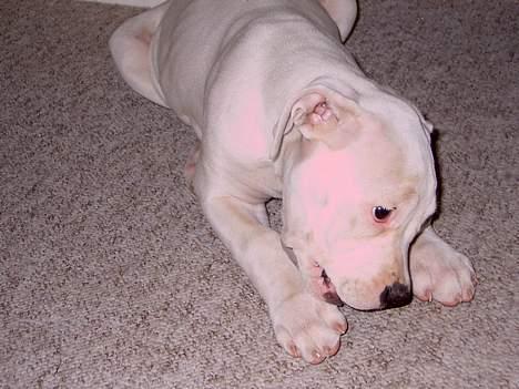 Amerikansk bulldog Freja billede 4