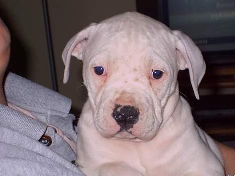 Amerikansk bulldog Freja - Seee er jeg ik sød?? billede 5